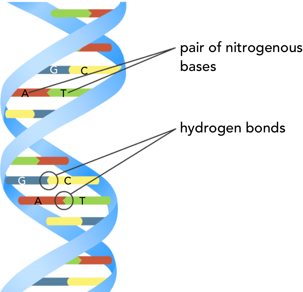 Diagram of DNA double-helix.