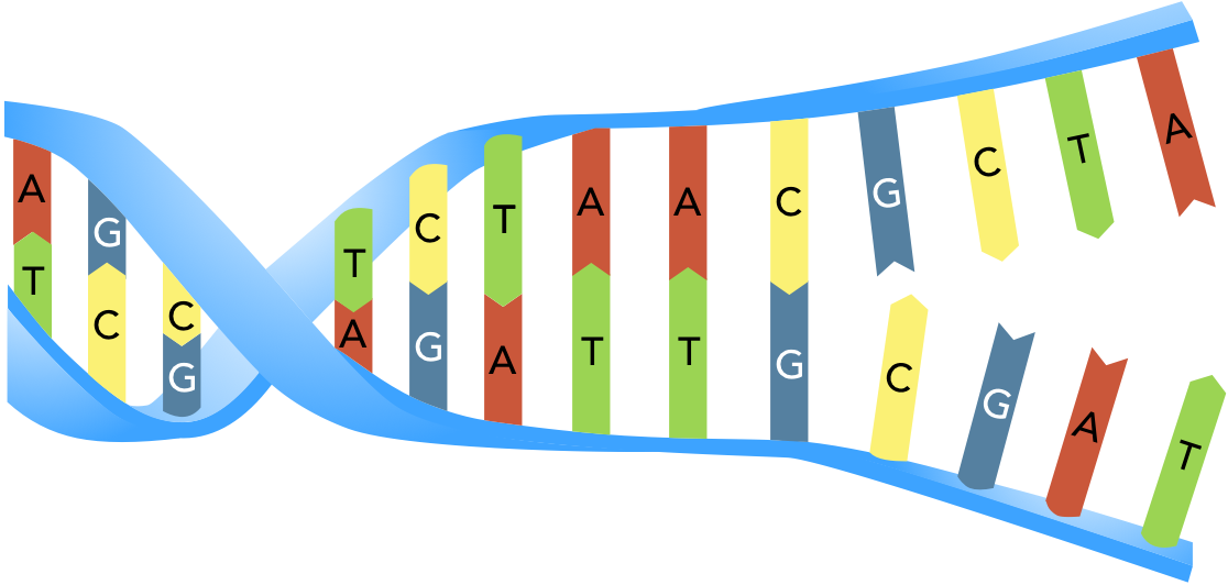 Diagram of DNA Unwinding.